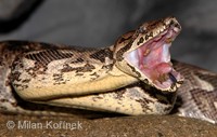 Acrantophis dumerili - Dumeril's Boa