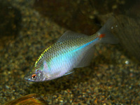 高體 (Rhodeus ocellatus)