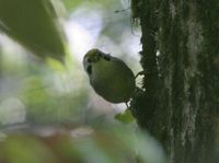 Gold-fronted Fulvetta - Alcippe variegaticeps