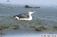 Arctic Loon - Gavia arctica