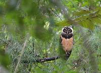Spectacled Owl (Pulsatrix perspicillata) photo