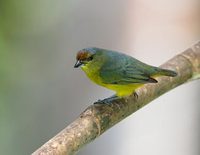 Fulvous-vented Euphonia (Euphonia fulvicrissa) photo