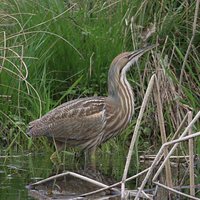 American Bittern - Botaurus lentiginosus