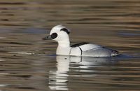 Smew (Mergellus albellus) photo