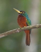 Yellow-billed Jacamar (Galbula albirostris) photo