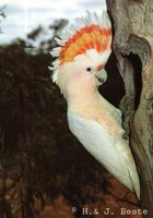 Pink Cockatoo - Cacatua leadbeateri