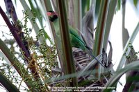 Long-tailed Parakeet - Psittacula longicauda