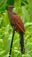 Greater Coucal - Centropus sinensis