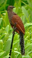 Greater Coucal - Centropus sinensis