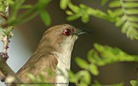 Black-billed Cuckoo - Coccyzus erythropthalmus