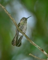 Sombre Hummingbird - Campylopterus cirrochloris