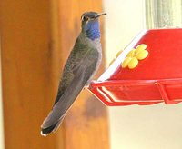 Blue-throated Hummingbird - Lampornis clemenciae