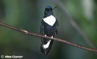 Collared Inca - Coeligena torquata