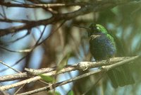 Hyacinth Visorbearer - Augastes scutatus