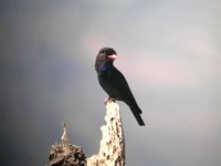 Dollarbird - Eurystomus orientalis