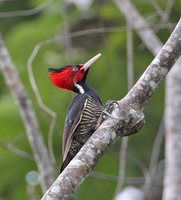 Pale-billed Woodpecker - Campephilus guatemalensis