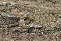 Short-tailed Field-Tyrant - Muscigralla brevicauda