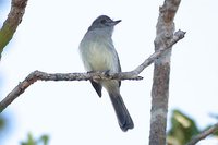 Pale-bellied Mourner - Rhytipterna immunda