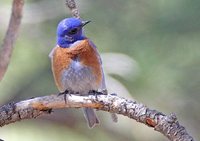 Western Bluebird - Sialia mexicana