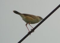 Zitting Cisticola - Cisticola juncidis