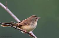 Jungle Prinia - Prinia sylvatica