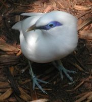 Bali Myna - Leucopsar rothschildi