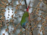 Pin-tailed Parrotfinch - Erythrura prasina