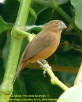 Nicaraguan Seed-Finch - Oryzoborus nuttingi