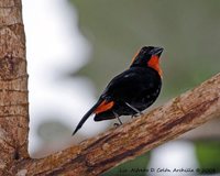 Puerto Rican Bullfinch - Loxigilla portoricensis