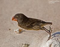 Large Ground-Finch - Geospiza magnirostris