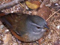 Glaucous-blue Grosbeak - Cyanoloxia glaucocaerulea