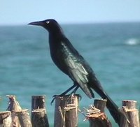 Great-tailed Grackle - Quiscalus mexicanus