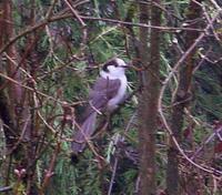 Gray Jay. Photo by Jerry Gaiser