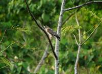 Likey a Broad-winged Hawk  