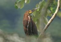 Rufescent Tiger-Heron. Photo by Barry Ulman. All rights reserved.