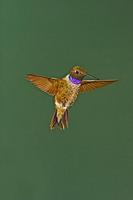 Black-chinned Hummingbird , in flight hovering , Archilochus alexandri , Portal , Arizona , U . ...