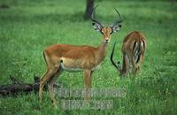 Impala ( Aepyceros melampus ) , lake Mburo National Park , Uganda stock photo