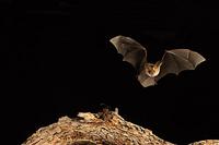 ...Pallid Bat ( Antrozous pallidus ) about to take bug insect , Mesquite Branch ( Prosopis pubescen
