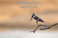 Pied Kingfisher stock photo