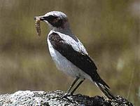 Northern wheatear (Oenanthe oenanthe)