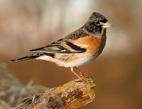 Male Brambling at Worfield Bog - December 2005 (photo John Robinson)