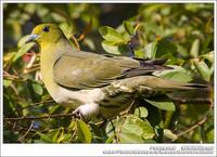 White-Bellied Green Pigeon 紅翅綠鳩 IMG 3032.jpg