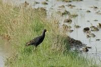 Gallicrex cinerea (Watercock / Water Cock)