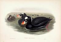 Richter after Gould Surf Scoter (Oidemia perspicillata)