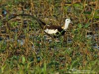 Pheasant-Tailed Jacana (Breeding plumage)