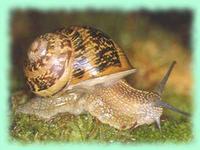 Helix aspersa aspersa