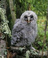 Ural Owl (Strix uralensis)