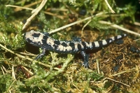 : Ambystoma opacum; Marbled Salamander