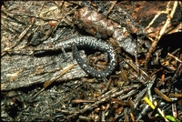 : Batrachoseps wrightorum