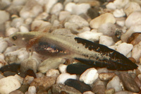 : Hynobius retardatus
